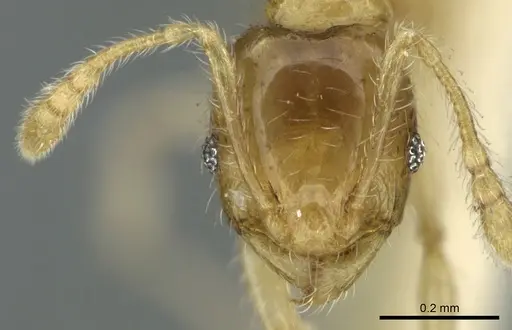 Pheidole gambogia - CASENT0906655