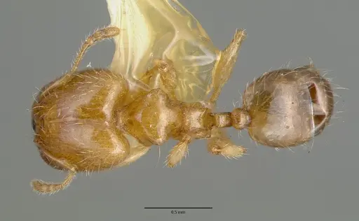 Pheidole gambogia - CASTYPE06940-01
