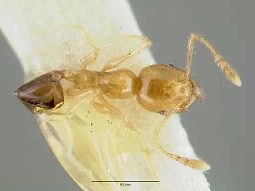 Pheidole gambogia - CASTYPE06940-02