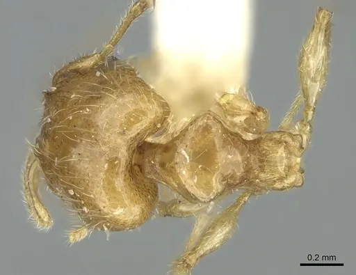 Pheidole gambogia - LACMENT316252