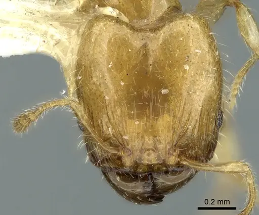 Pheidole gambogia - LACMENT316252