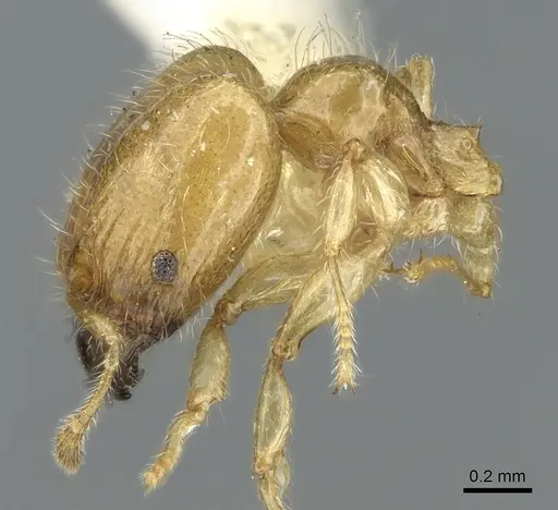 Pheidole gambogia - LACMENT316252