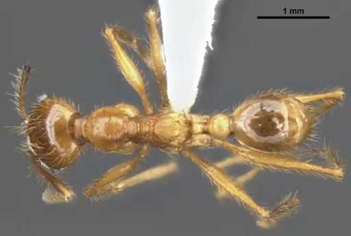 Pheidole gatesi specimen