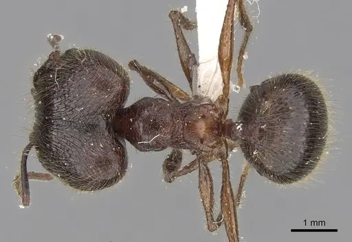 Pheidole gatesi - CASENT0281708