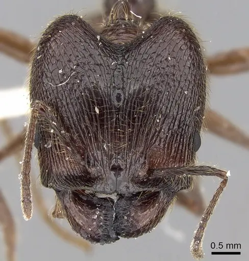 Pheidole gatesi - CASENT0281708