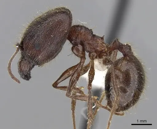 Pheidole gatesi - CASENT0281708