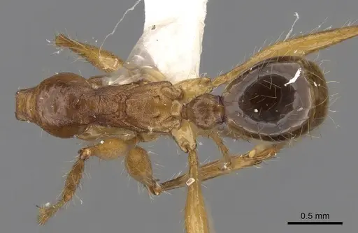 Pheidole gatesi - CASENT0281709