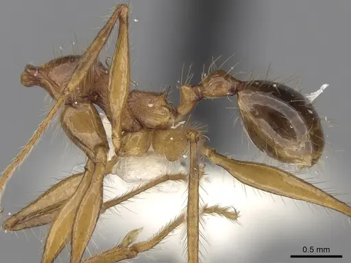 Pheidole gatesi - CASENT0281709