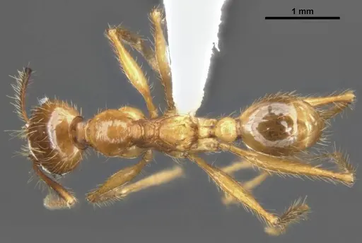 Pheidole gatesi - MCZ-ENT00511500