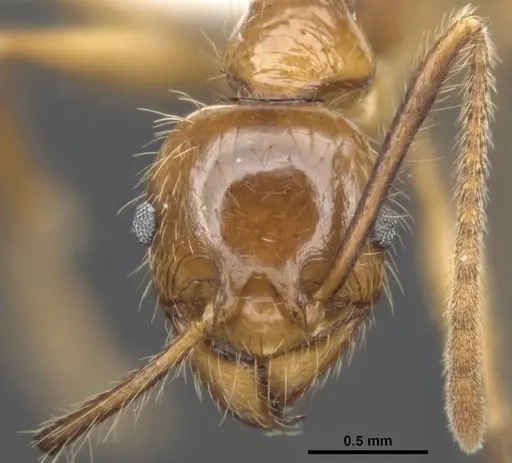 Pheidole gatesi - MCZ-ENT00511500