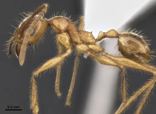 Pheidole gatesi - MCZ-ENT00511500