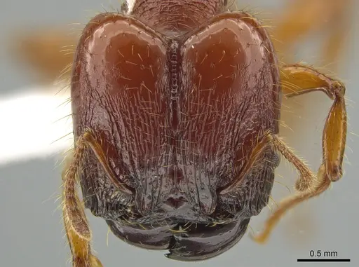 Pheidole gauthieri specimen
