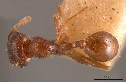 Pheidole gellibrandi specimen