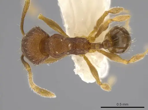 Pheidole geminata specimen