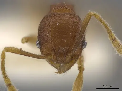 Pheidole geminata specimen