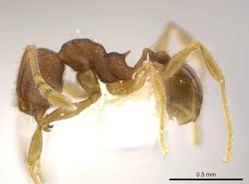 Pheidole geminata specimen