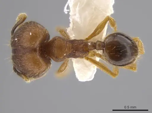 Pheidole geminata - JTLC000016385