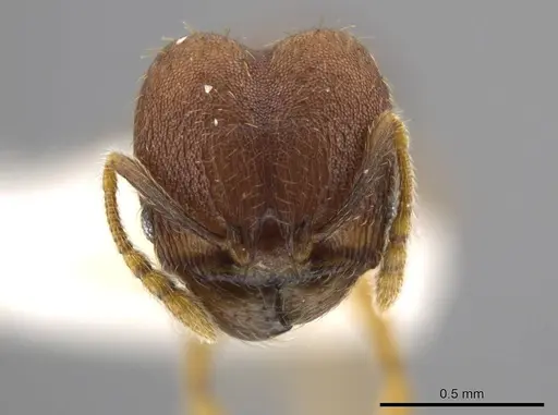 Pheidole geminata - JTLC000016385