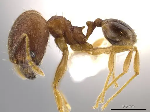Pheidole geminata - JTLC000016385