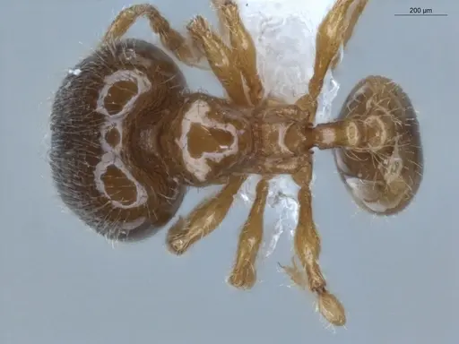 Pheidole gemmula specimen