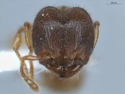 Pheidole gemmula specimen