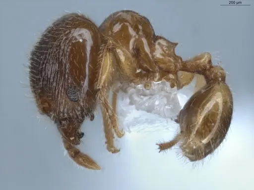 Pheidole gemmula specimen