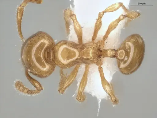 Pheidole gemmula - ECOFOG-IT14-0063-97