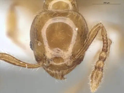 Pheidole gemmula - ECOFOG-IT14-0063-97