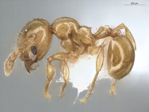 Pheidole gemmula - ECOFOG-IT14-0063-97