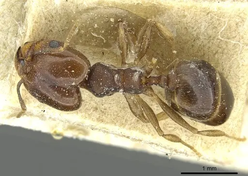 Pheidole geraesensis specimen