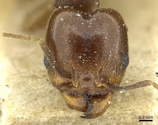 Pheidole geraesensis specimen