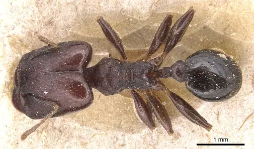 Pheidole germaini specimen