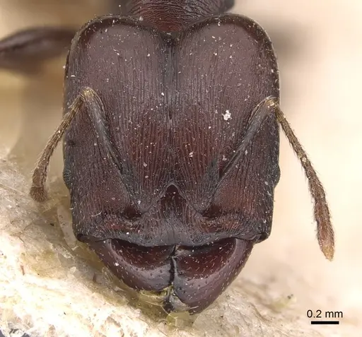 Pheidole germaini specimen