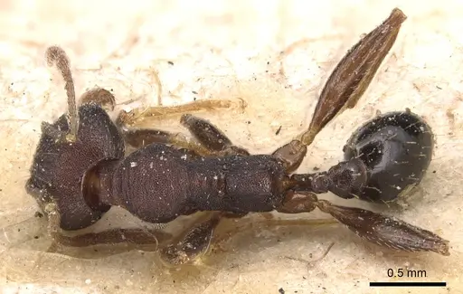 Pheidole germaini - CASENT0904340