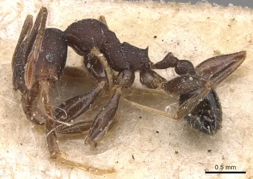 Pheidole germaini - CASENT0904340