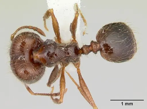 Pheidole gertrudae specimen