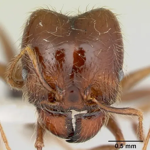 Pheidole gertrudae specimen