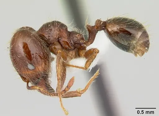 Pheidole gertrudae specimen