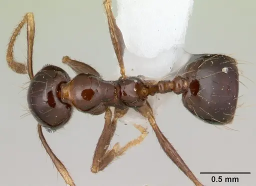 Pheidole gertrudae - CASENT0178029