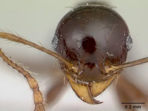 Pheidole gertrudae - CASENT0178029