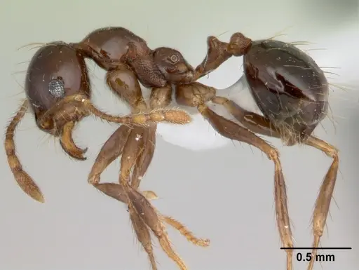 Pheidole gertrudae - CASENT0178029