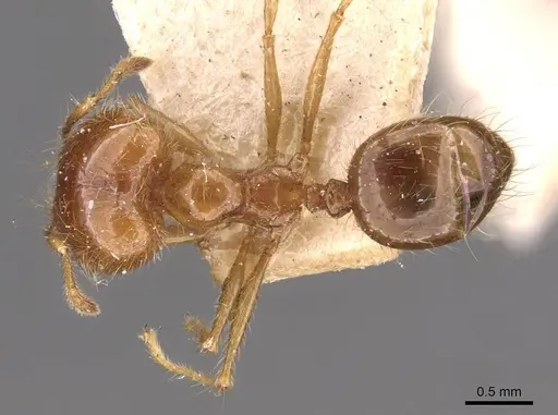 Pheidole gertrudae - CASENT0908143