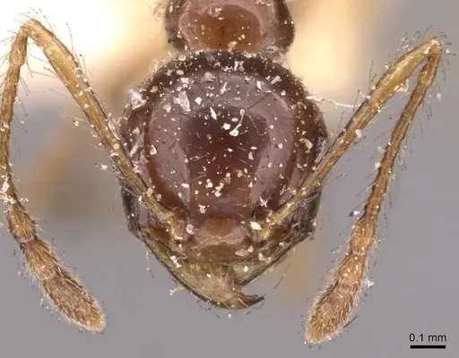 Pheidole gertrudae - CASENT0908144