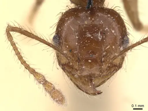 Pheidole gertrudae - CASENT0908145