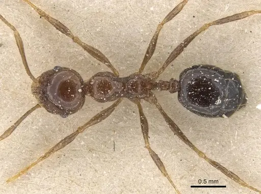 Pheidole gertrudae - CASENT0913327