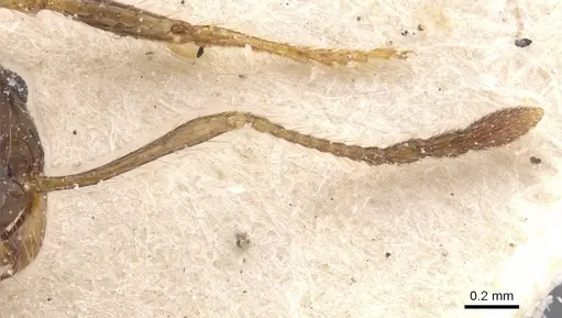 Pheidole gertrudae - CASENT0913327