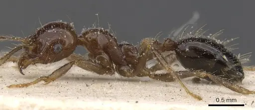 Pheidole gertrudae - CASENT0913327