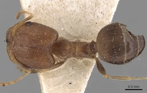 Pheidole ghatica specimen