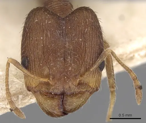Pheidole ghatica specimen