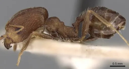 Pheidole ghatica specimen